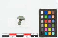 Foto von Bronzeniet (NHMW-PRAE-078070)